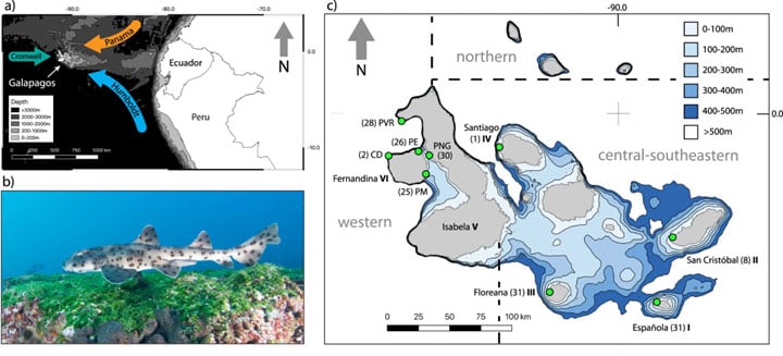 JuliaHub Genetic Divergence and Island Biogeography