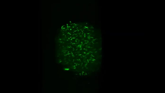 fluorescent green microorganisms microscope image