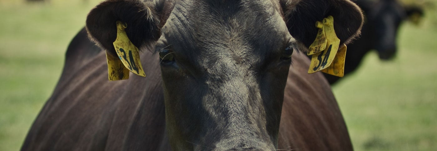 JuliaHub for Dairy Farming: Model Optimization Case Study